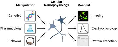 Editorial: Methods and applications in cellular neurophysiology